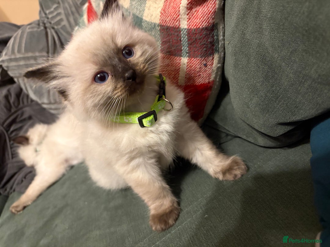 Ragdoll cats for sale: Beautiful Ragdoll Kittens 2 boys 2 girls 😍 - Advert 12