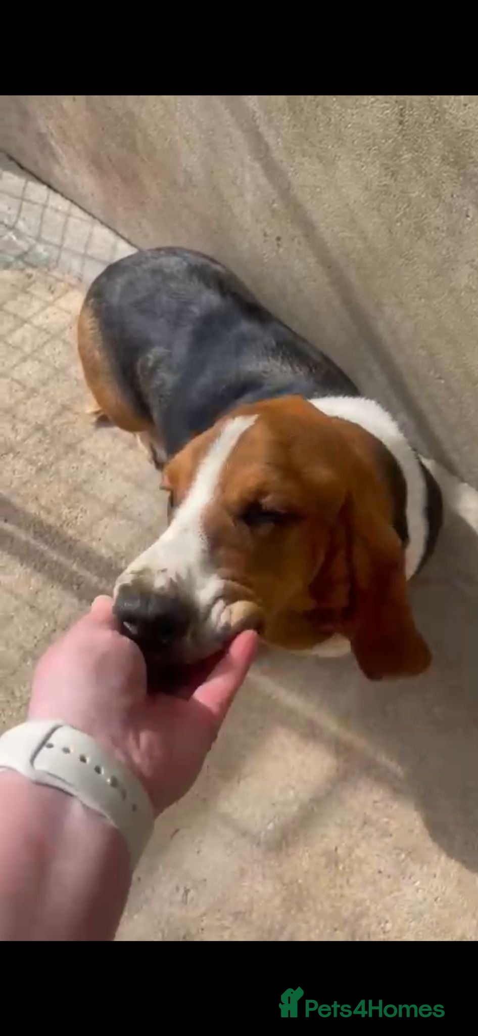 Basset Hound dogs Male and female Basset hound  - Advert 11