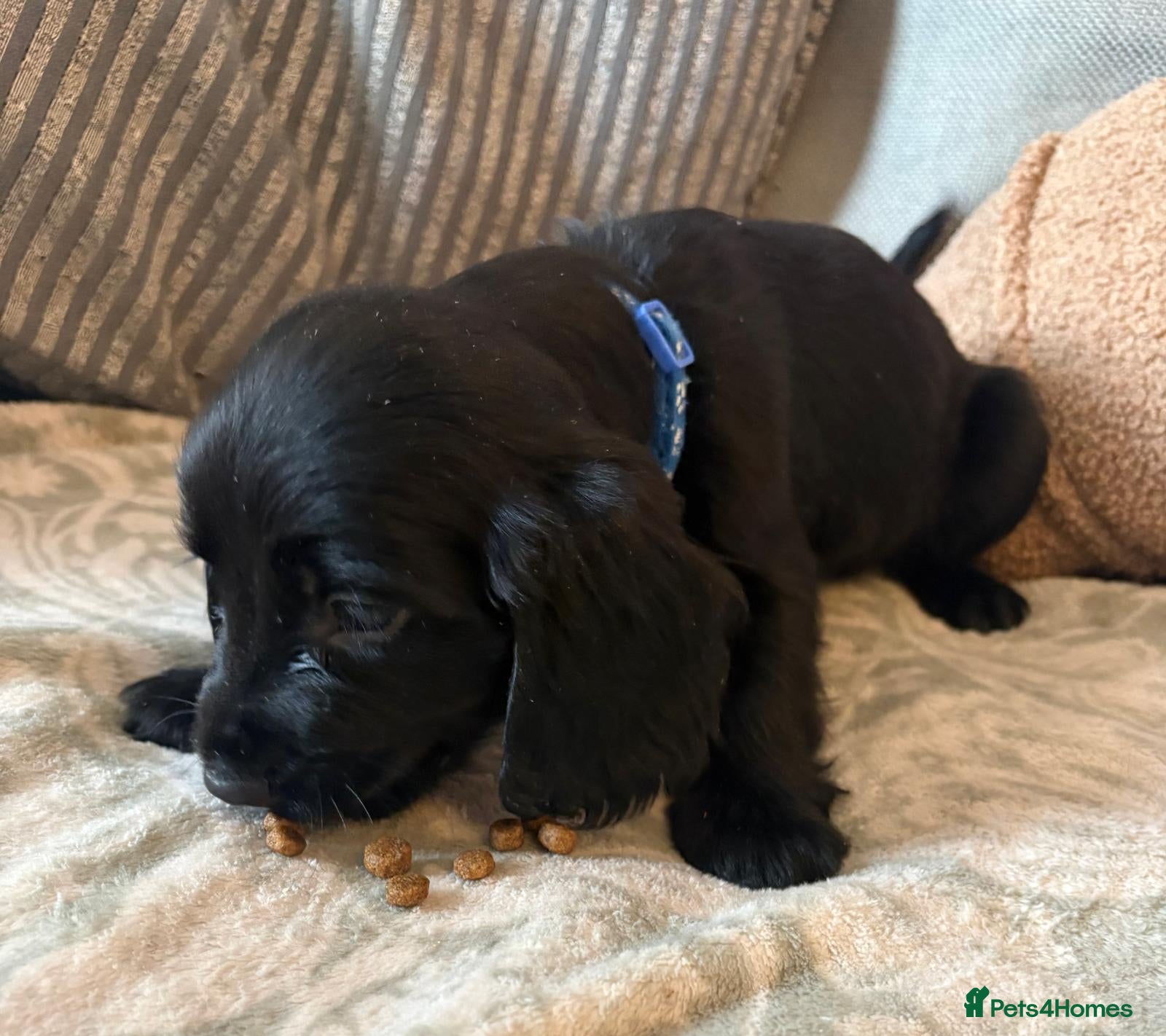 Sprocker dogs  Black female Sprocker puppies spaniels - Advert 13
