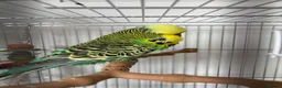 Budgerigars birds for sale: Budgie and Cage for sale  in Immingham - Advert 3