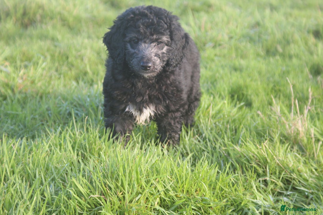 Australian Labradoodle dogs for sale: Health Tested ✔️ BOTH✔️ Parents HIP& ELBOW scored - Advert 9