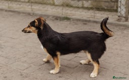 Mixed Breed dogs for adoption: 💖🐶 TONY 🐶💖 - Image 11