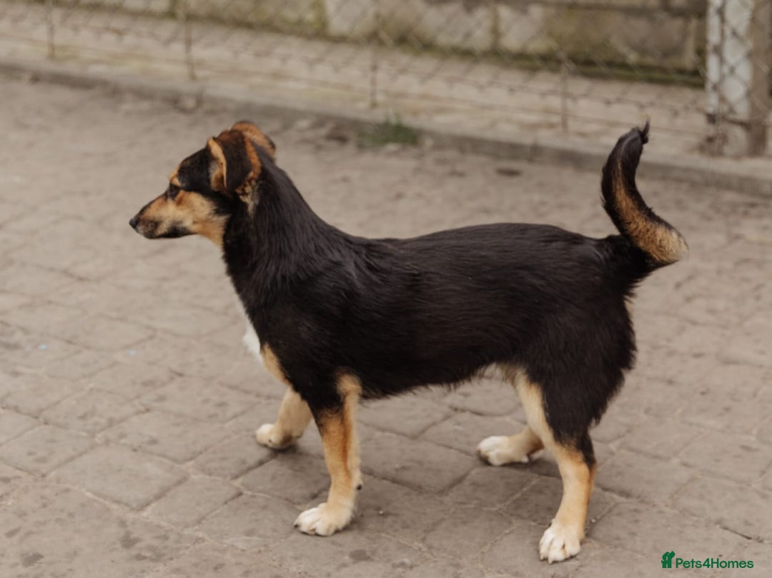 Mixed Breed dogs for adoption: 💖🐶 TONY 🐶💖 - Image 11