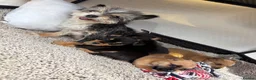 Mixed Breed dogs for sale: Jack Russell Cross Chorkie Puppies - Advert 2