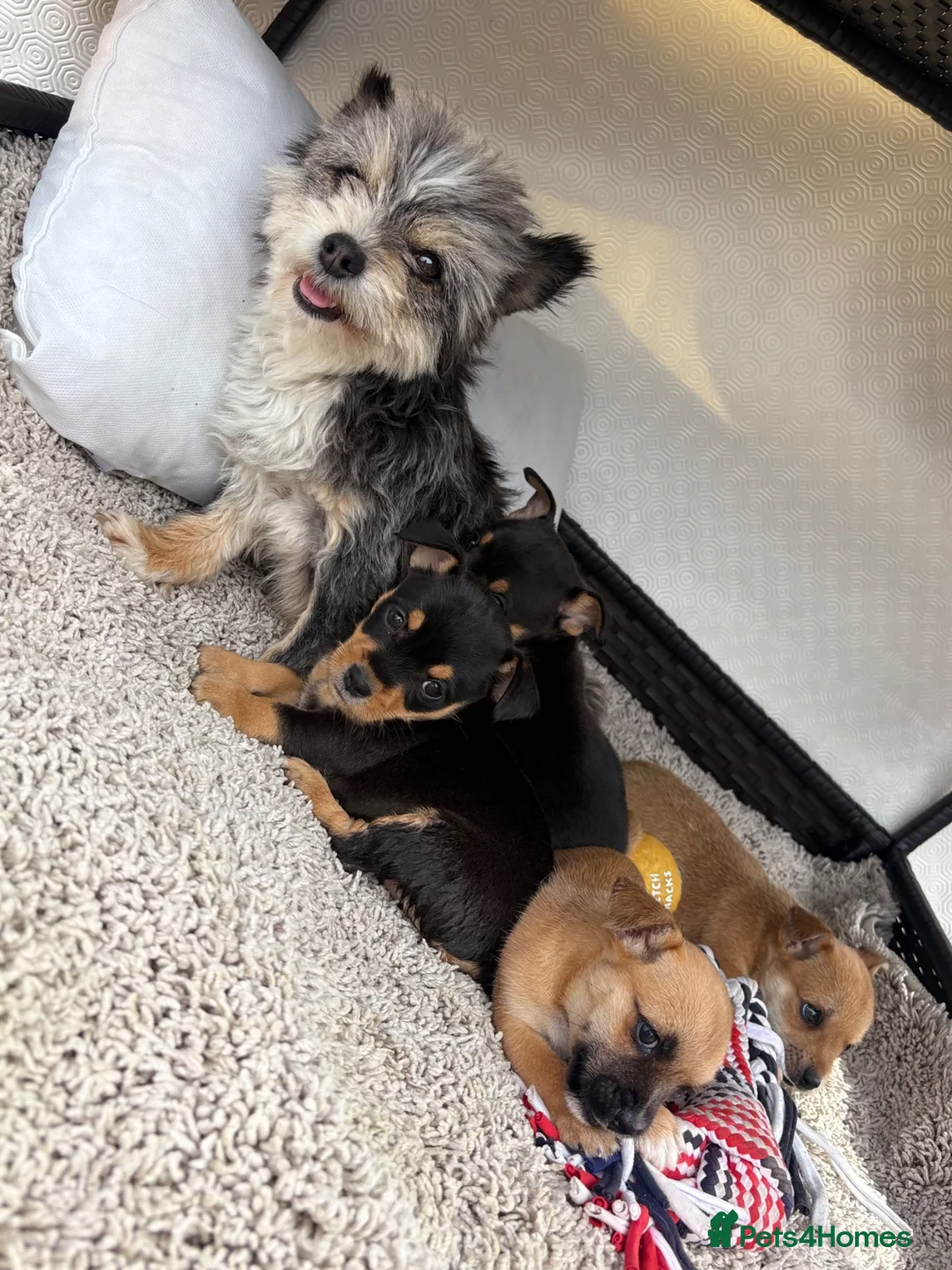 Mixed Breed dogs for sale: Jack Russell Cross Chorkie Puppies - Advert 2