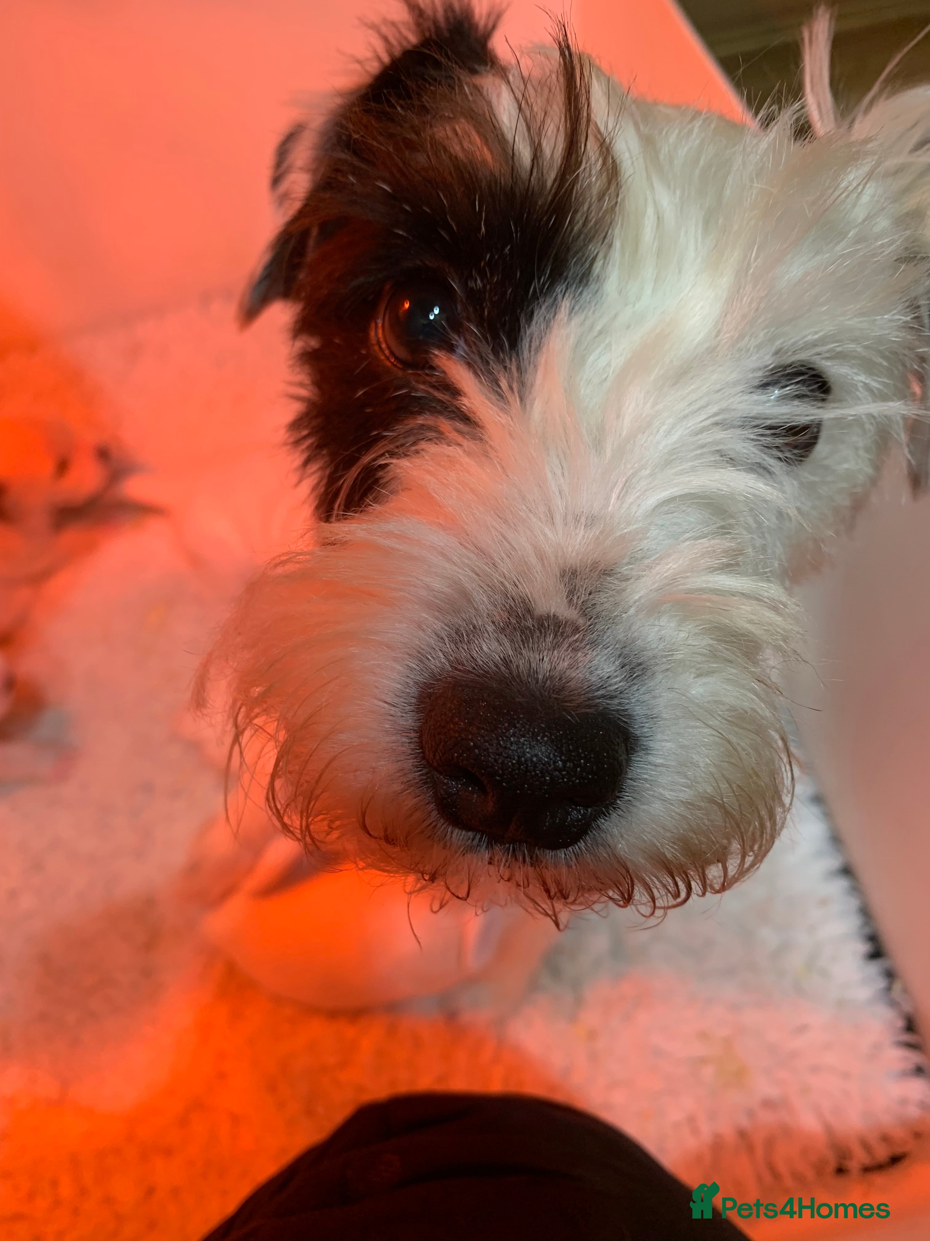 Parson Russell dogs Stunning litter - Advert 1