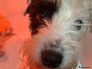 Parson Russell dogs Stunning litter - Advert 9