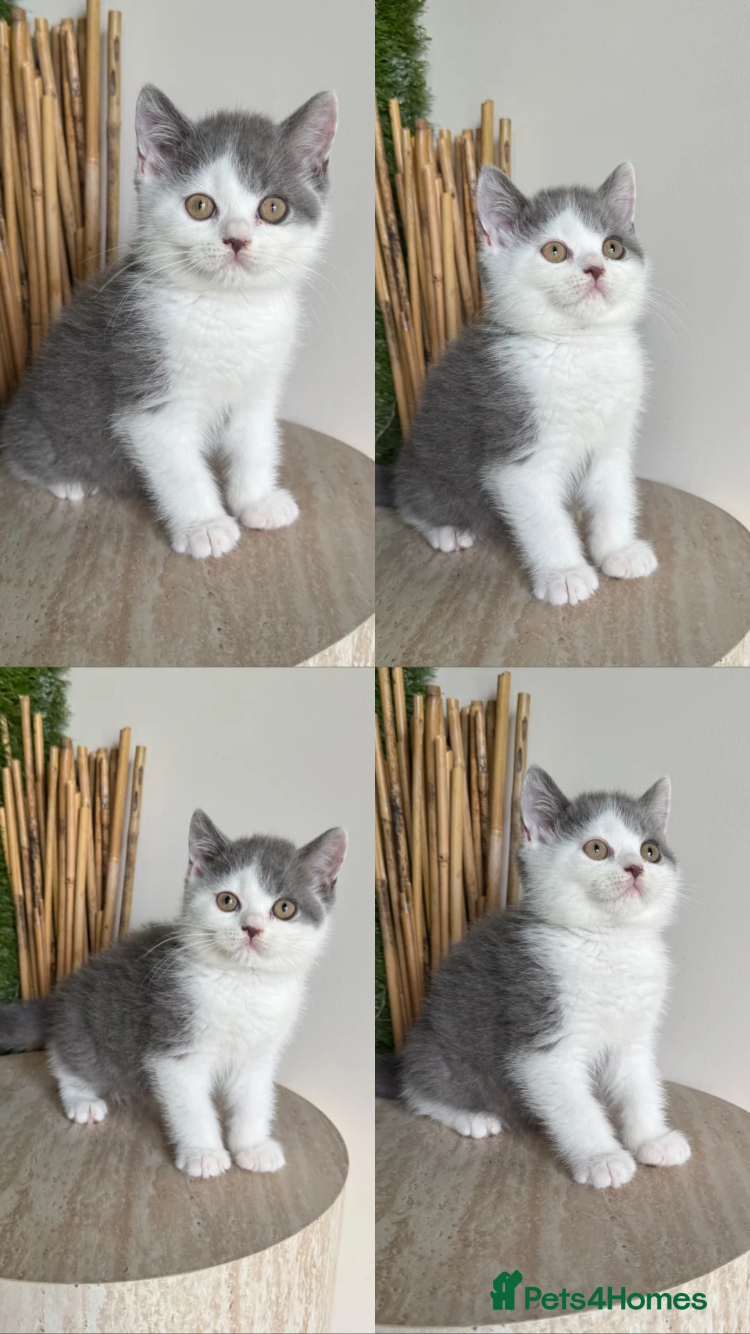 British Shorthair cats for sale: Ready now British shorthair babies - Advert 1