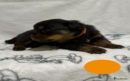 Rottweiler dogs for sale: KC Registered Litter of Rottweilers 💙💗 - Image 3