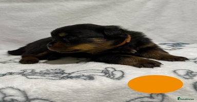 Rottweiler dogs - Advert 6