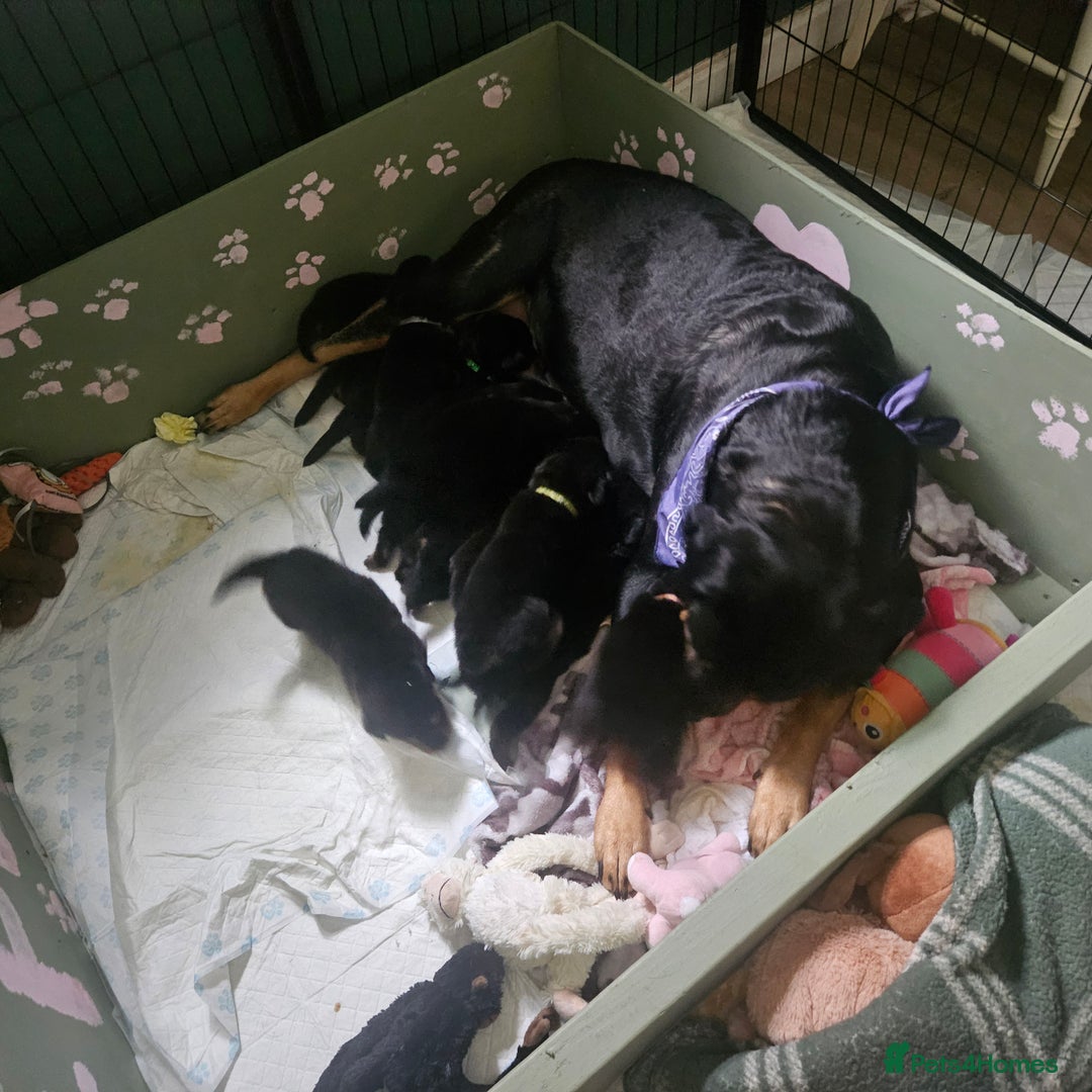 Rottweiler dogs for sale: 12 beautiful puppies  - Image 23