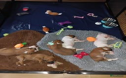 Boxer dogs for sale: Boxer litter of 6 - Image 2