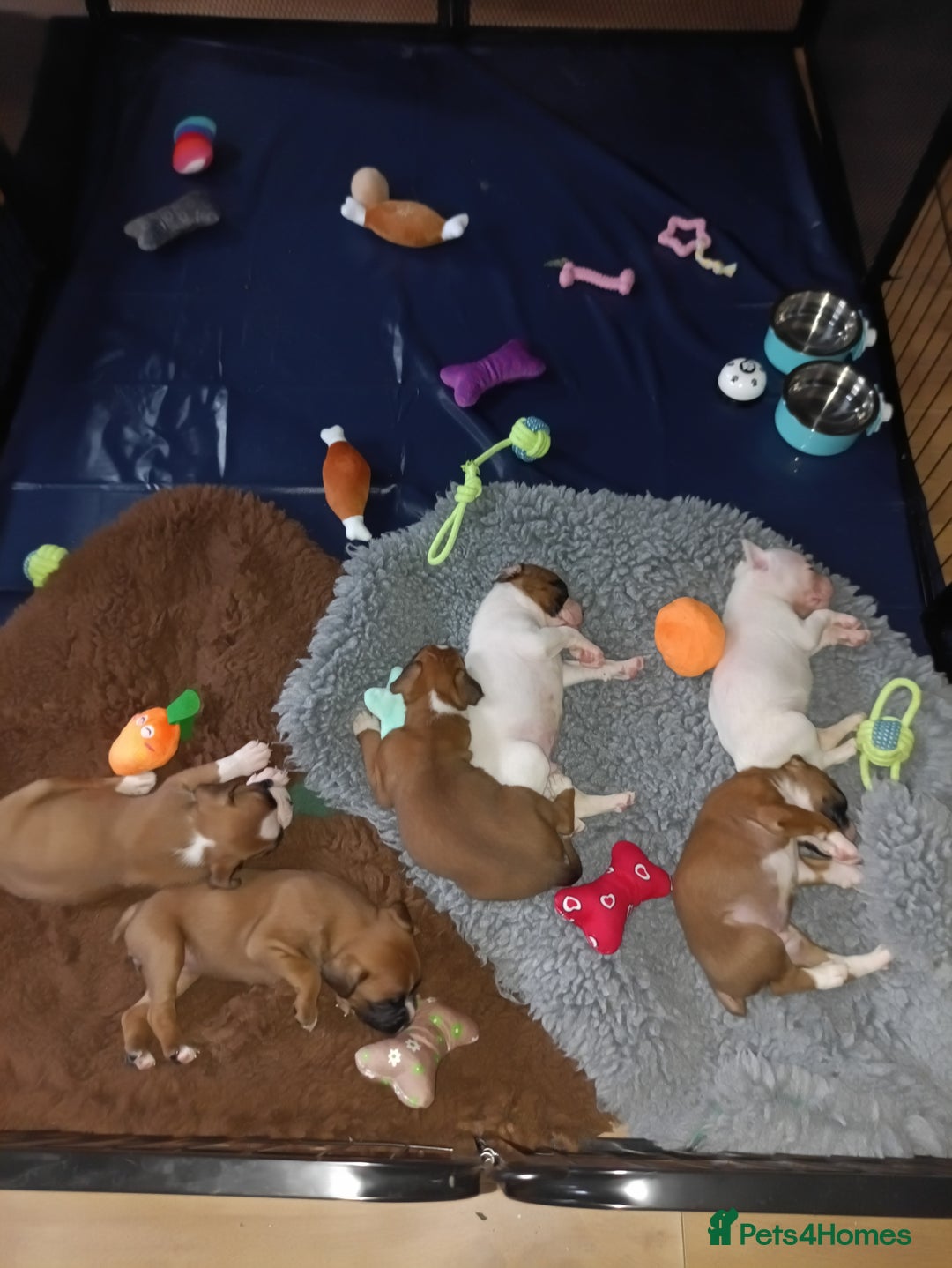 Boxer dogs for sale: Boxer litter of 6 - Image 2