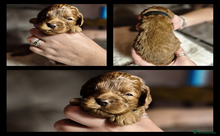 Cavapoo dogs - Advert 1