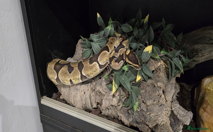 Python Snake reptiles - Advert 3