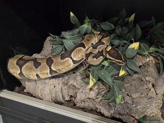 Python Snake reptiles - Advert 14