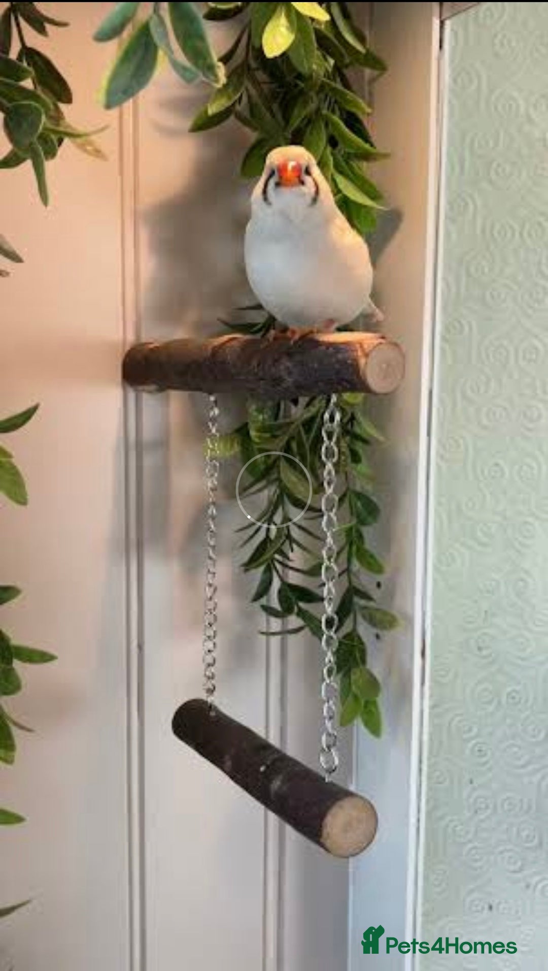 Finches birds for sale: Zebra Finches  - Advert 2