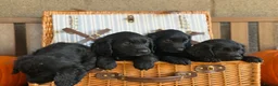 Mixed Breed dogs for sale: Golden Retriever x Springer Spaniel - Advert 1