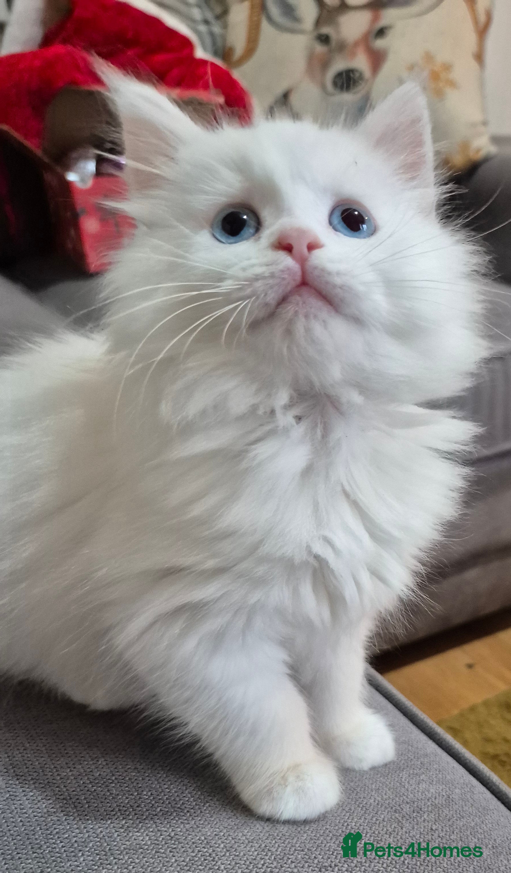 Maine Coon cats White girl with blue eyes maine coon  - Advert 1