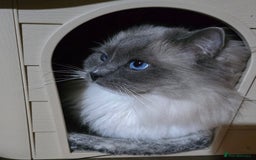 Ragdoll cats for sale: Gorgeous Ragdoll boys - Advert 4