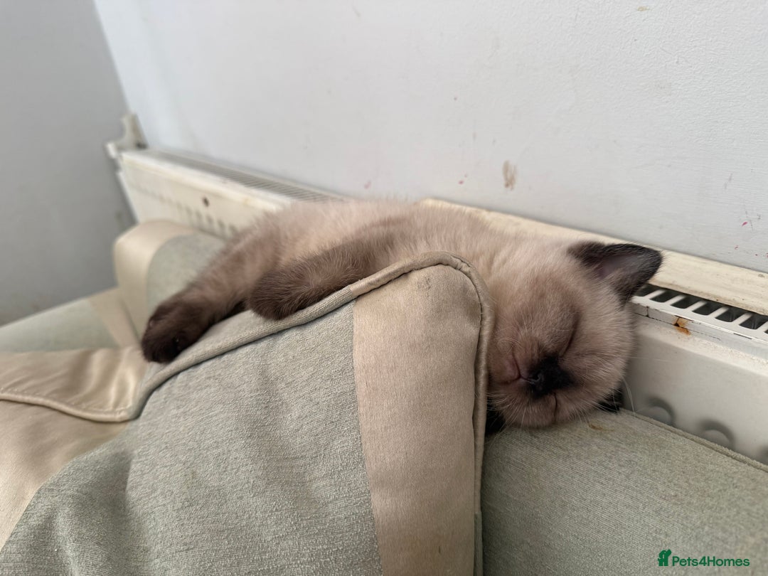 British Shorthair cats for sale: British shorthair kittens - Image 10