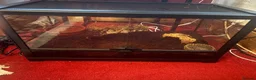 Frog reptiles for sale: Pac man frog and enclosure  - Advert 2