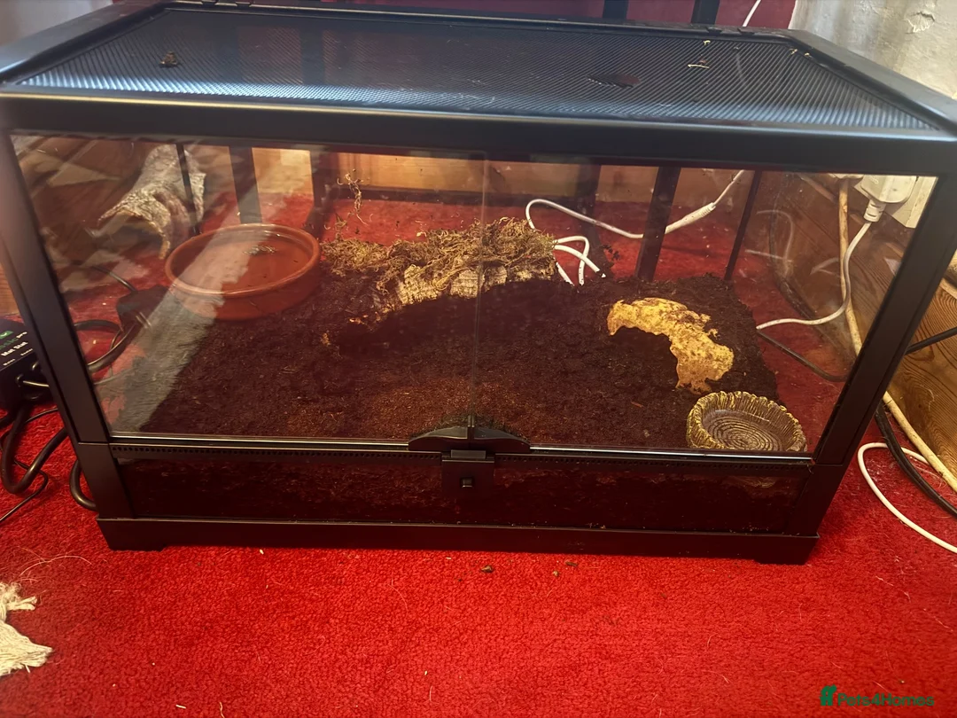 Frog reptiles for sale: Pac man frog and enclosure  - Advert 2