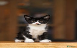 Maine Coon cats for sale: Beautiful Maine Coon X Kittens - Image 9