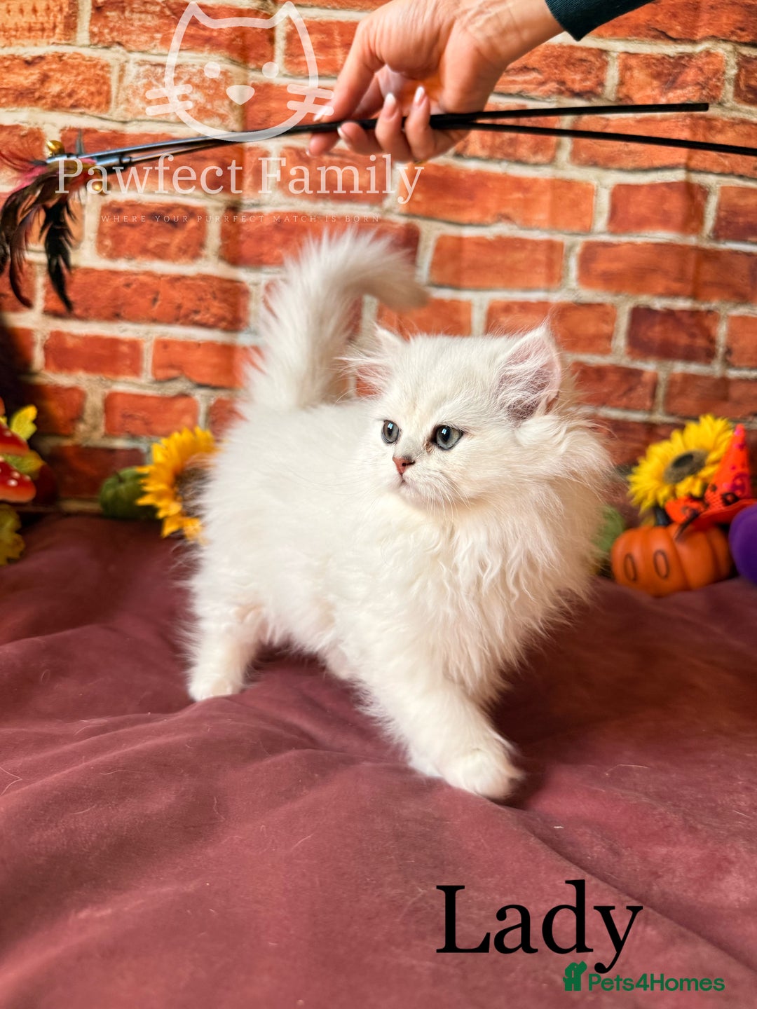 British Shorthair cats for sale: Superb pedigree show quality kittens - Image 7