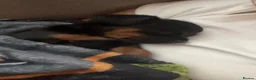 Mixed Breed dogs for sale: Adorable cockapoochi 8 weeks old  - Advert 4