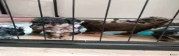 Jackapoo dogs for sale: F1b jackapoo puppies - Advert 30