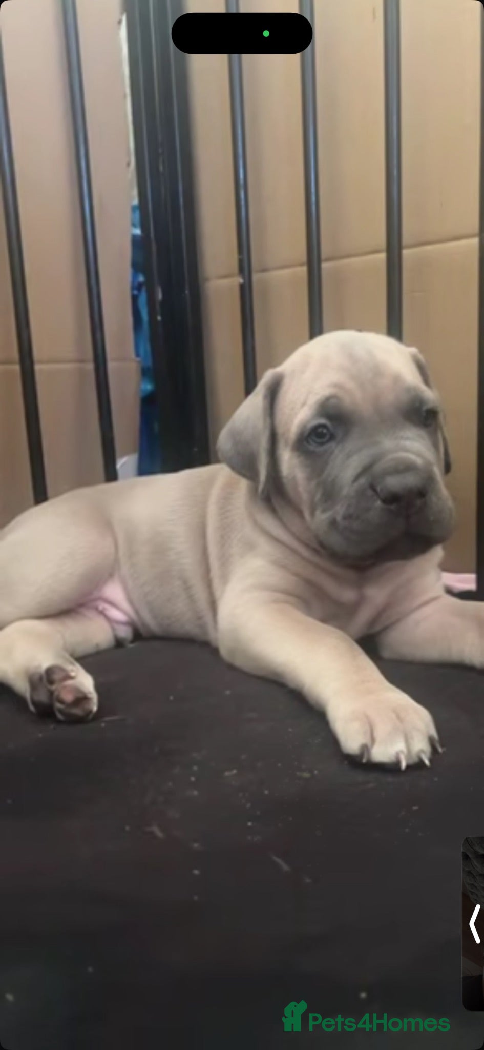 Cane Corso dogs Cane Corso Puppies for sale  - Advert 14