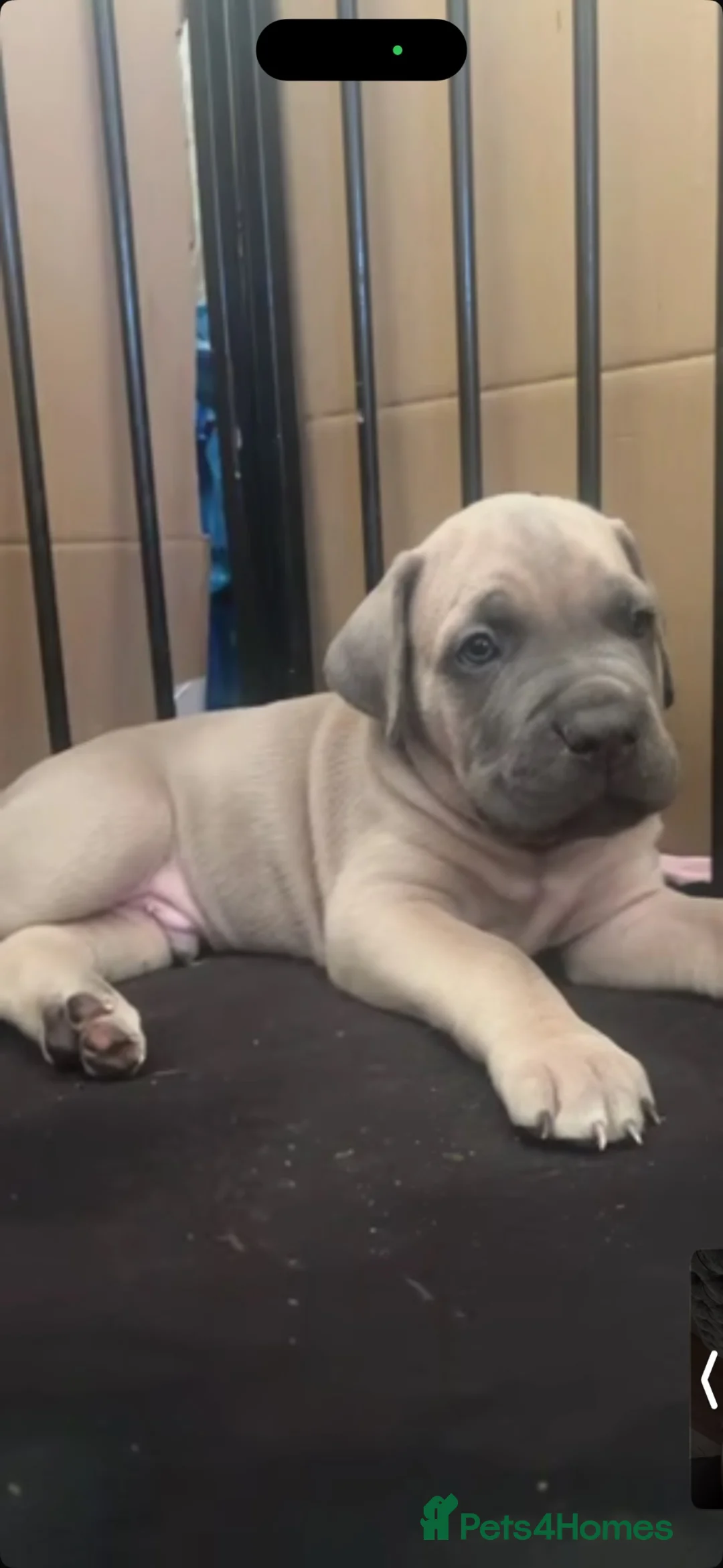 Cane Corso dogs for sale: Cane Corso Puppies for sale  - Advert 1