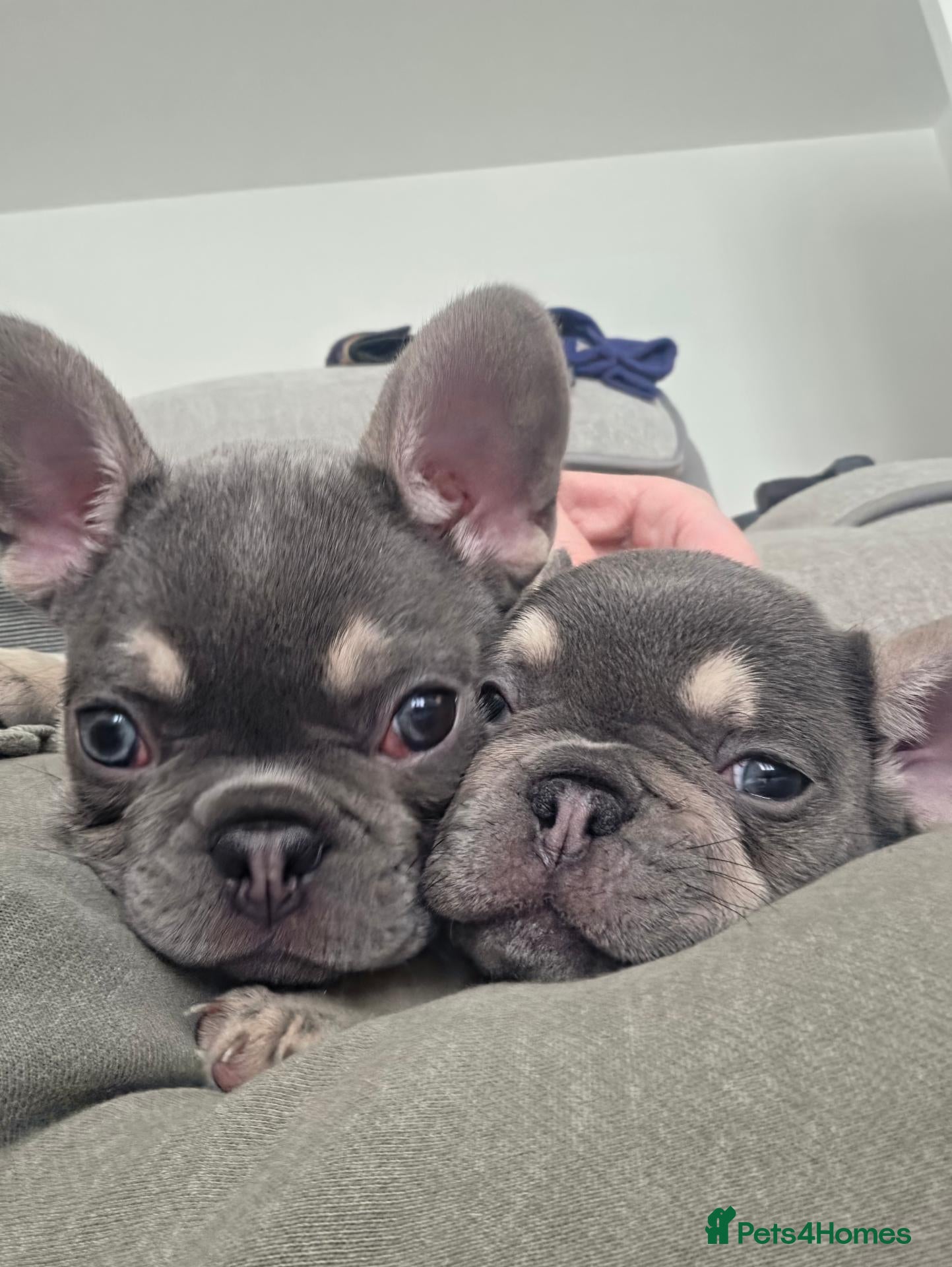 French Bulldog dogs Last Male Lilac & fawn French Bulldog - Advert 14