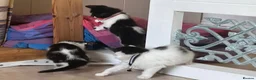 Mixed Breed cats for sale: beautiful shorthair/longhair kittens  - Advert 17