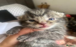 Bengal cats for sale: Bengal x Persian male kitten for sale! - Image 24
