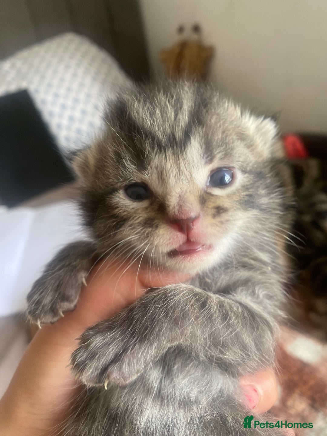 Bengal cats for sale: Bengal x Persian male kitten for sale! - Image 24