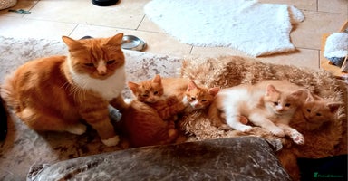 Maine Coon cats - Advert 5