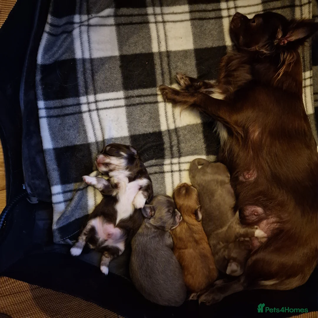 Chihuahua dogs for sale: Beautiful Chihuahua Puppies  - Advert 17