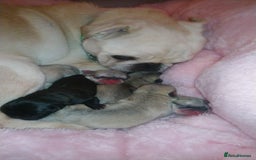 Pug dogs for stud: KC reg silver pug for stud  in Wolverhampton - Image 10