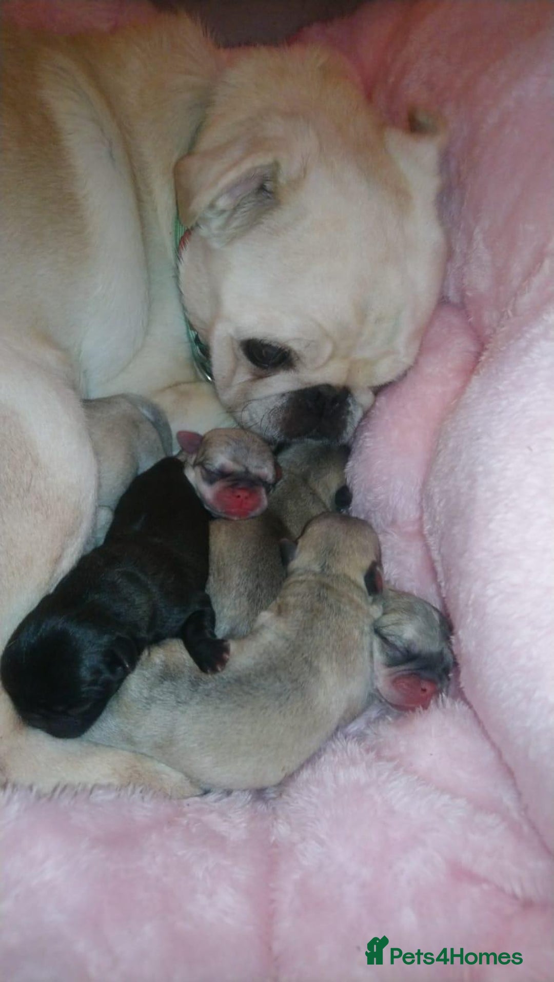 Pug dogs for stud: KC reg silver pug for stud  in Wolverhampton - Image 10