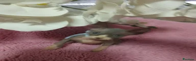 Sphynx 6