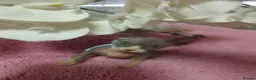 Sphynx cats for sale: Beautiful kittens - Advert 13