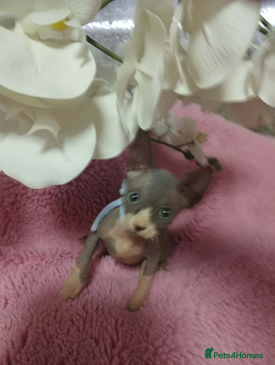Sphynx cats for sale: Beautiful kittens - Advert 13