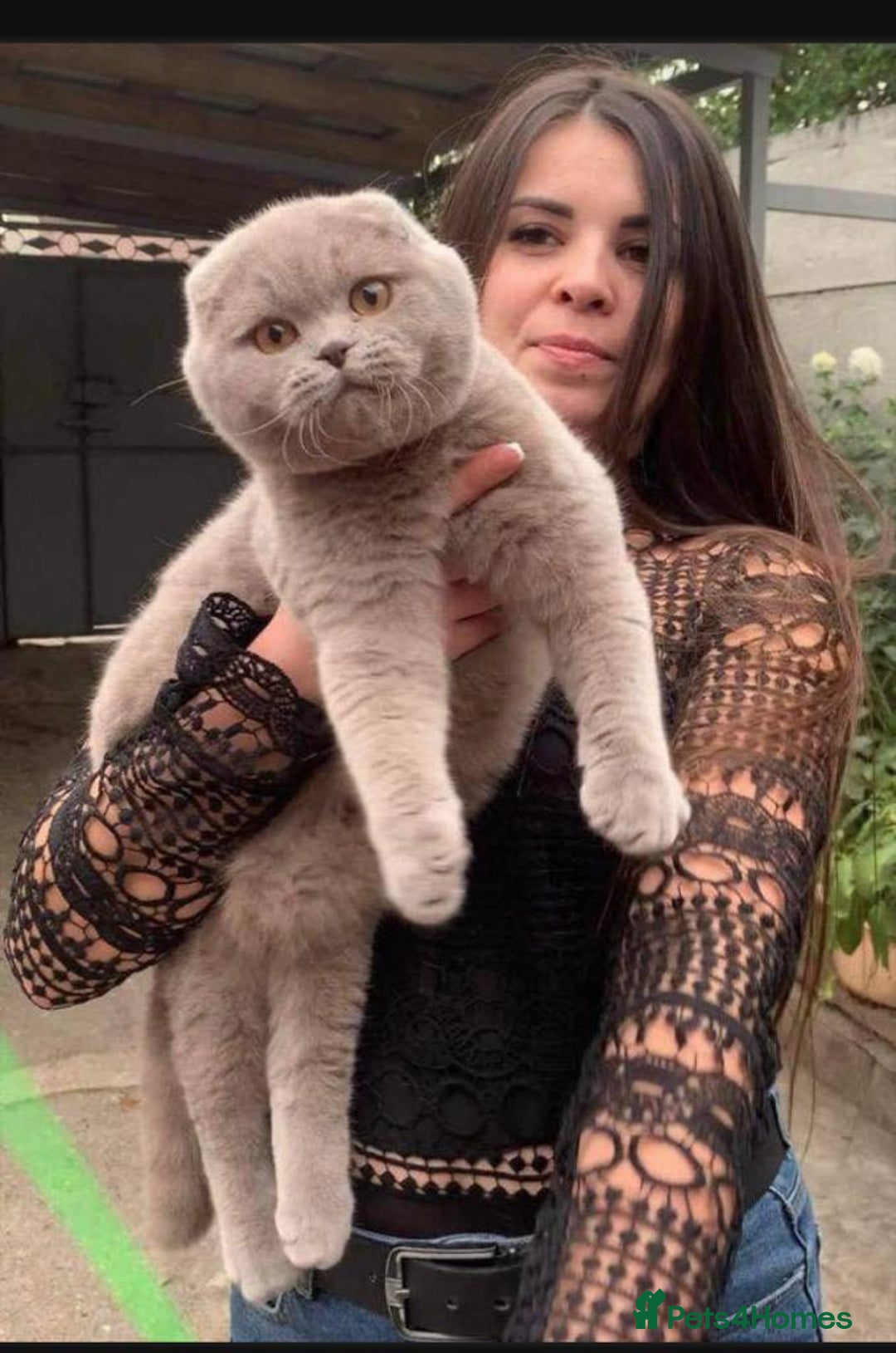 Scottish Fold cats for stud: GRAND CHAMPION TICA in London - Advert 1