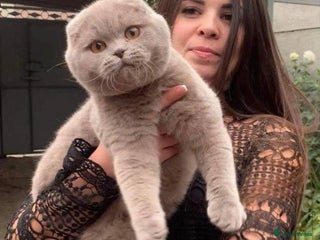 Scottish Fold cats in London - Advert 30