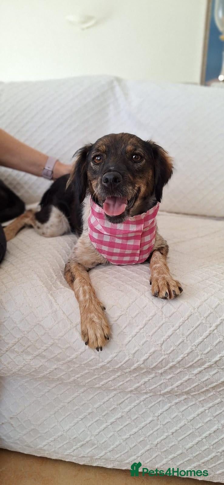 Mixed Breed dogs Charming Chelsy - Advert 1