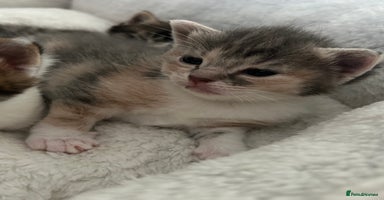 Domestic Shorthair cats - Advert 10