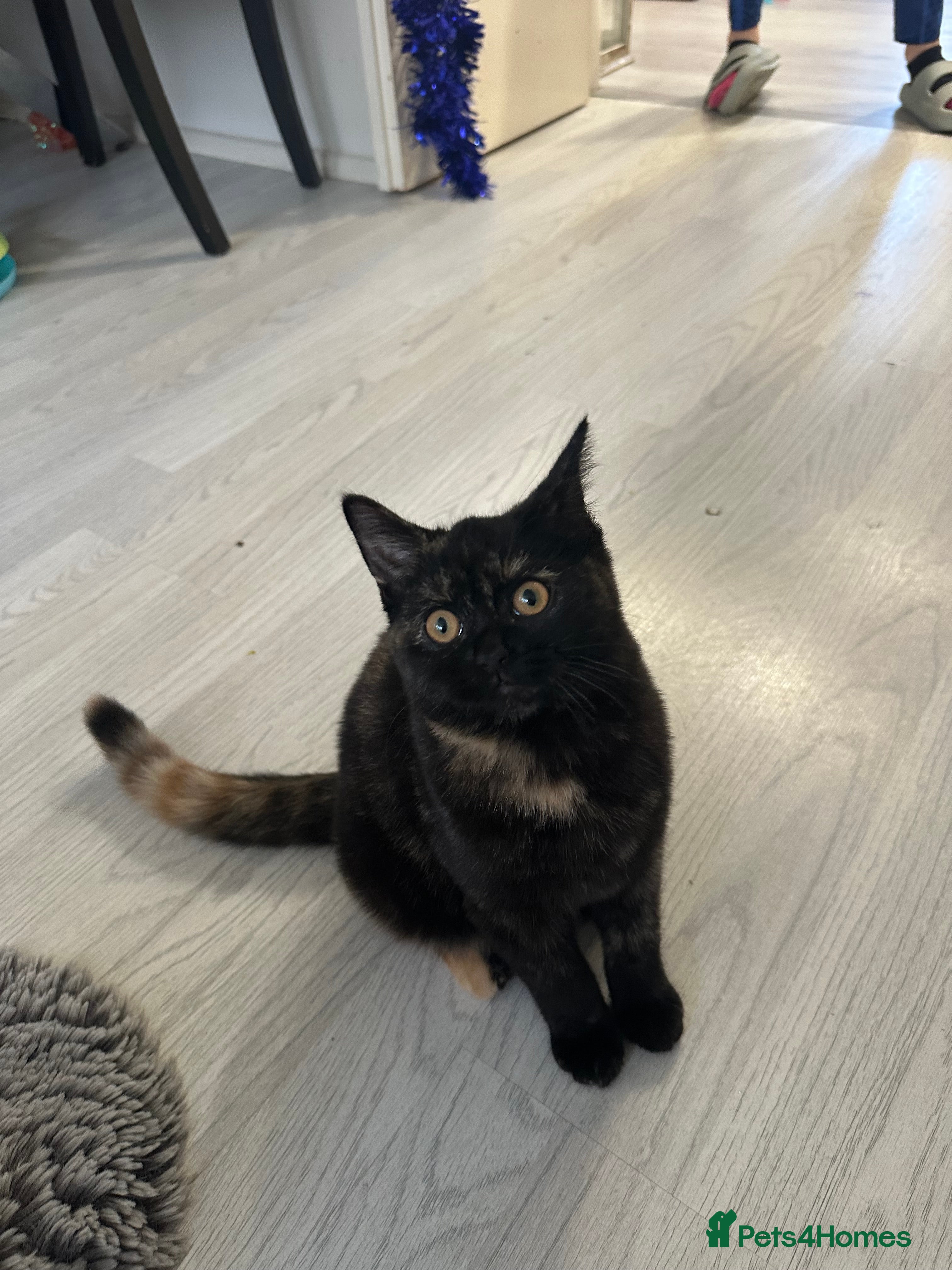 Mixed Breed cats British Short Hair Cross-Sphinx  - Advert 1