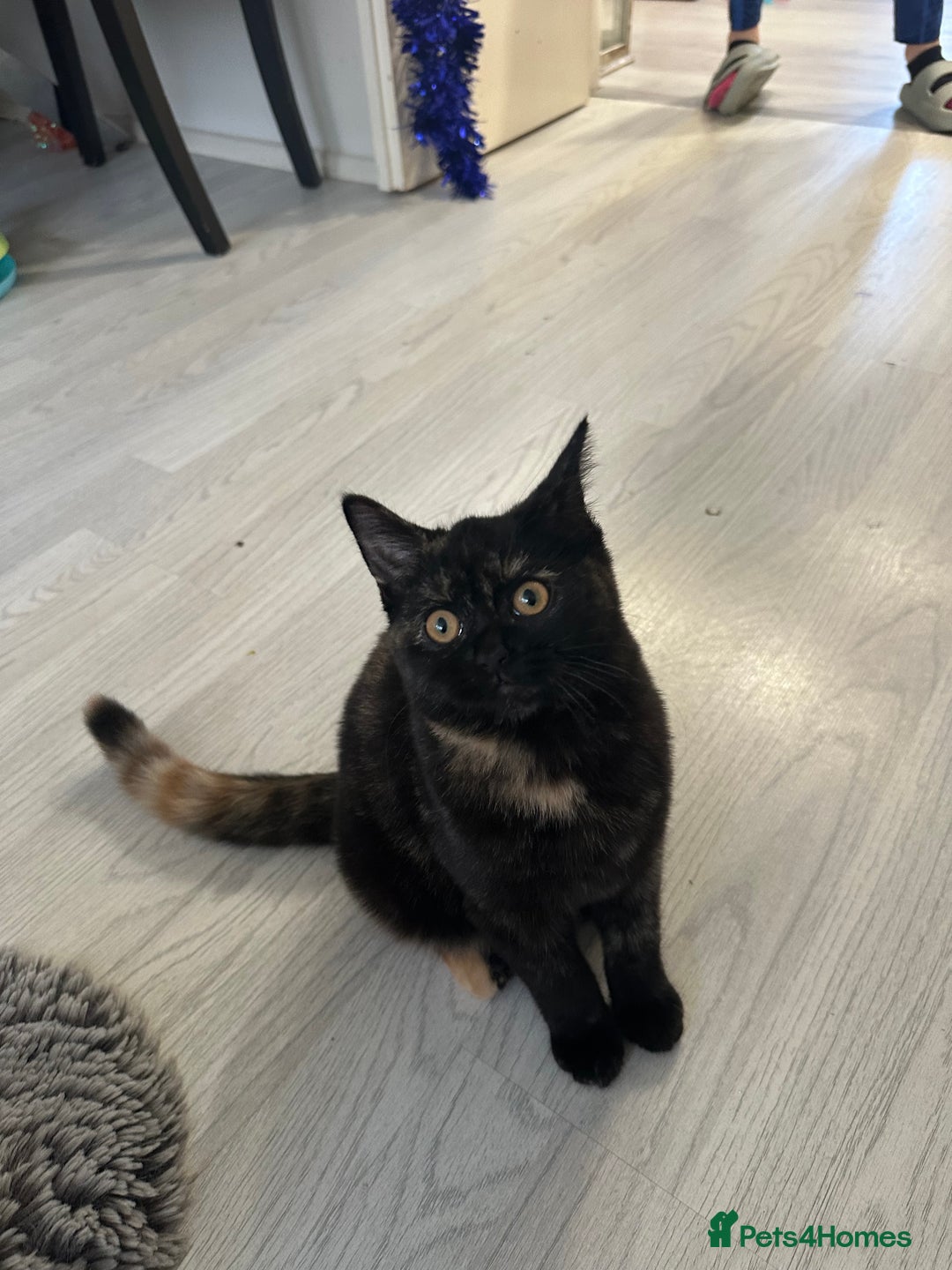 Mixed Breed cats for sale: British Short Hair Cross-Sphinx  - Advert 1